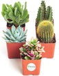 Shop Succulents Premium Live Mini Cactus and Succulent Plants in 2" Pots, Easy Care Indoor or Outdoor Gardening, Terrariums, Favors, & Contemporary Spaces with Hardy, Resilient Varieties, Pack of 5