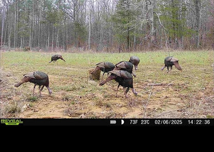 Bucks and Beards Food Plot Seed Mix for Deer and Turkeys, 1/4 Acre or 2 Acres, Two Species One Plot, Mix of Clovers, Chicory, and Cereal Grains, Maximum Attraction