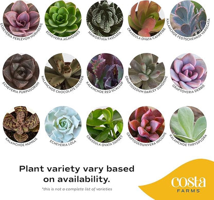 Costa Farms Succulent Plant, Live Indoor Mini Succulent Plant in Hanging Basket Succulents Plant Pot, Potting Soil Mix, Grower's Choice, Easy Grow Houseplant, Home and Room Decor, 2-Inches Tall