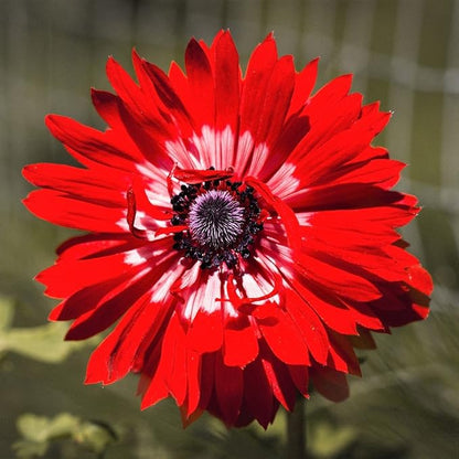 Easy to Grow Anemone The Governor 20 Plant Bulbs - Bright Red Flowers in Spring Outdoor, Full Sun