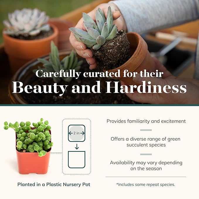 Shop Succulents Verde Succulent Plant Pack Bulk Collection - Live Mini Succulent Plants, Low Maintenance, Mix of Green Succulents & Textures - Wedding and Party Favors, Gift & Garden, Pack of 64