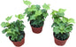 English Ivy Plants, 4 Inch Pots, Set of 3, Live Indoor House Plants