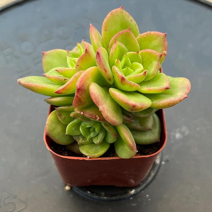 Sprout N Green x Sedeveria Rolly, 1 Live Mini Succulent Plant Fully Rooted in 2 inch Starter Pots with Soil Mix, Real House for Indoor Outdoor Home Office Wedding Decoration Party Favor