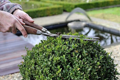Winter Gem Boxwood | 5 Live 4 Inch Pots | Buxus Microphylla Japonica | Fast Growing Cold Hardy Formal Evergreen Shrub