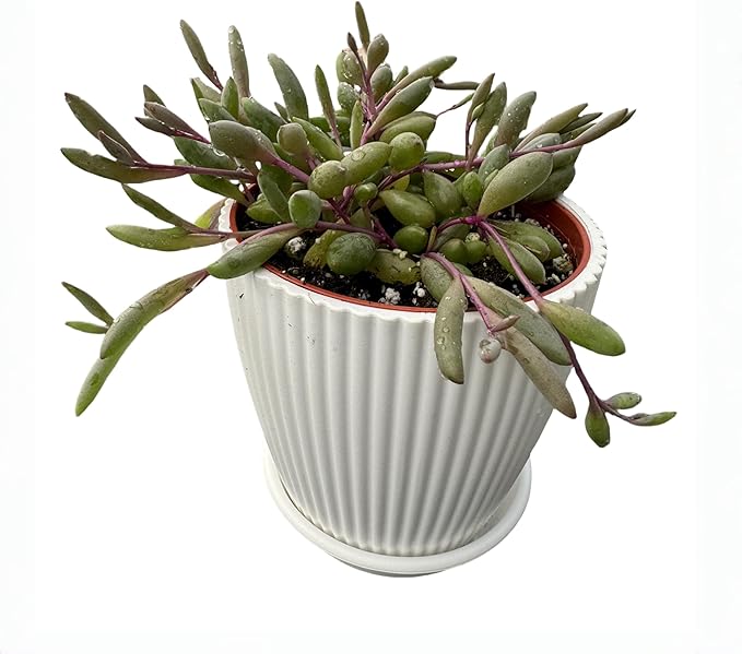 4" Ruby Necklace with White Stripe Pot, Live Othonna capensis L.H.Bailey Succulent, Purple Hanging Trailing House Plant for Home Office Wedding Decoration DIY Project Party Favor