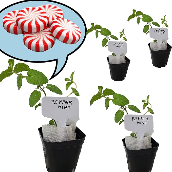 Peppermint Plants. Live, Fragrant, Fresh, Edible. Easy Grow. Indoor/Outdoor. (4 Mint Cups)