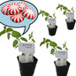 Peppermint Plants. Live, Fragrant, Fresh, Edible. Easy Grow. Indoor/Outdoor. (4 Mint Cups)