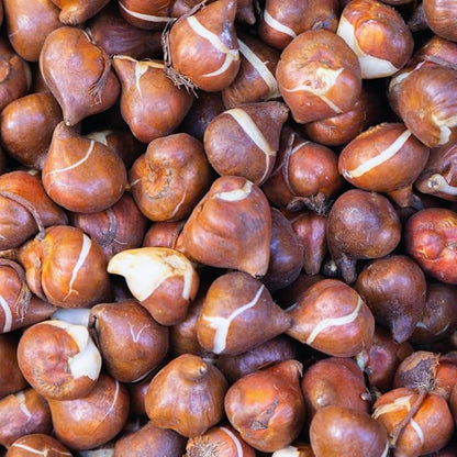 15 Mixed Tulip Bulbs for Fall Planting, Tulip Spring Flower Bulbs Perennial Outdoor, Colorful Blooms Groundcover Bulb