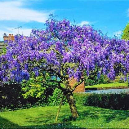 Purple Wisteria Live Plant in 2.5" Pot, 6-12 Inch Tall Fragrant Wisteria Vine for Garden Trellis and Containers