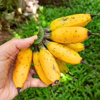 Tiny Banana Tree Live Plant, Cold Hardy Banana Plant Live, Tropical Banana Fruit Seedling, Well Rooted 4-8 Inch Tall