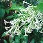 3 Night Blooming Jasmine Plants Live, 5 to 8 Inches Tall, Cestrum Nocturnum Plant Jasmine Vine Plant