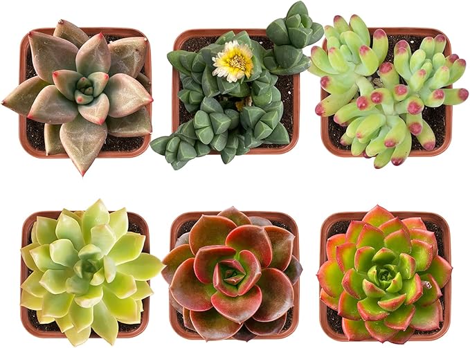 Succulent Plants (6 Pack), Live Succulents Fully Rooted in 2" Pots with Soil, Unique Potted House Plants for DIY, Home Decor, Wedding Party Favor Gift, Easy to Grow (Common Varieties)