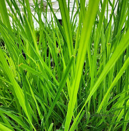 Greenwood Nursery: Live Perennial Plants - Grosso Lavender + Lavandula x Intermedia - [Qty: 10x 3.5 Pots] - (Click for Other Available Plants/Quantities)