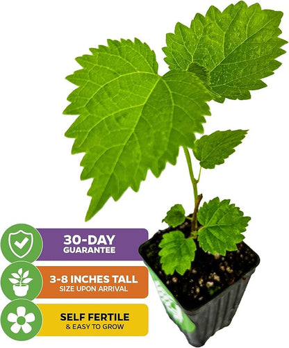 Pakistan Mulberry Live Tree - Morus Nigra Starter Plant - Wellspring Gardens - Dwarf Fruit Tree Ideal for Patio, Bonsai & Landscaping - Produce Fresh Berries -Companion to Elderberry Blueberry & Lilac