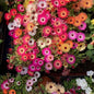 1000 X Mixed Lampranthus Spectabilis Seeds for Planting Easy to Grow Home Gardens Multicolor Wildflower Seeds Grow Coloured Garden Flowers Plants
