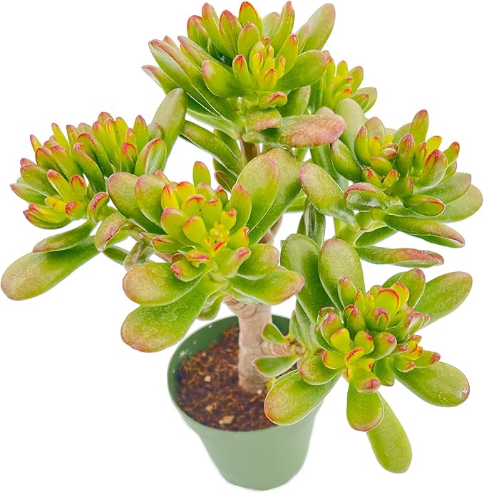 Sprout N Green Hobbit Jade - Crassula Ovata Hobbit, Rare Cute Succulent Plant Fully Rooted in 4" Pot