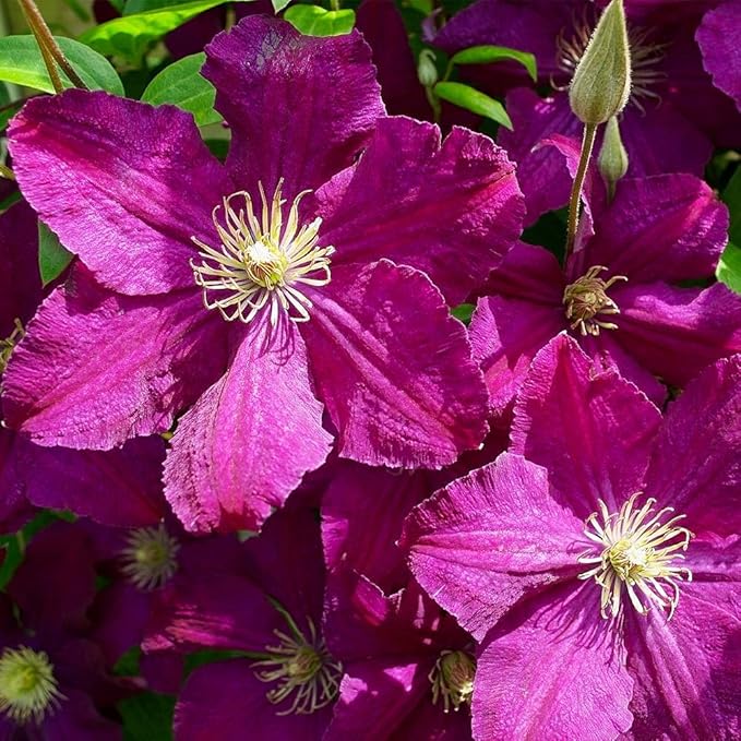 Clematis Cardinal Wyszynski Vine - Live Plant in a 4 Inch Growers Pot - Clematis 'Cardinal Wyszynski' - Starter Plants Ready for The Garden - Bold and Beautiful Crimson Flowering Vine