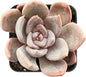 Sprout N Green Echeveria Silver Queen, 1 Live Mini Succulent Plant Fully Rooted in 2 inch Starter Pot, Real House for Indoor Outdoor Home Office Wedding Decoration Party Favor