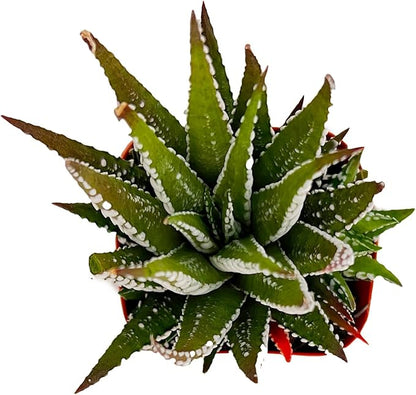 Sprout N Green Haworthiopsis fasciata 'Big Band', Live Succulent Fully Rooted in 2" Pots, Rare House Plant for Home Office Indoor Outdoor Wedding Decoration, DIY Projects, Party Favor