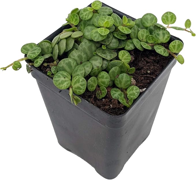 String of Hearts/Turtles/Peace Sign/Cross - Peperomia prostrata- 2.5" Pot