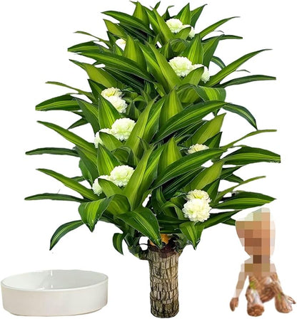 Brazilian Lucky Wood Plant, Brazilian Wood with Energy Crystals, Low-Light Office, Bedroom Decor, Home Good Luck Decor (Little People)