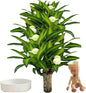 Brazilian Lucky Wood Plant, Brazilian Wood with Energy Crystals, Low-Light Office, Bedroom Decor, Home Good Luck Decor (Little People)