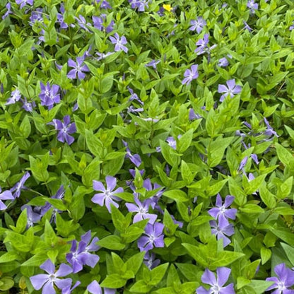 Set 24 of Periwinkle Plants Live, Vinca Plants Live, Vinca Ground Cover Vine Bare Roots from 6 Inc Tall