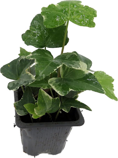 Glacier English Ivy - Hedera - 2.5" Pot Indoors