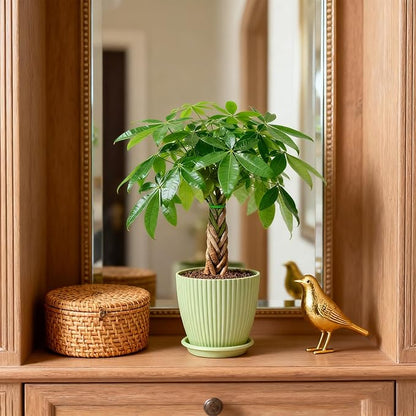 Sprout N Green Small Money Tree with 5 Lucky Braid, Live Plant with Green Stripe Pot, Decoration for Indoor Home Office Tabletop Windowsill Side Table, Housewarming Christmas Gift, 8-10" Tall