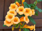 Greenwood Nursery: Live Perennial Plants - Yellow Trumpet Creeper Vine + Campsis Radicans - [Qty: 2X 3.5 Pots] - (Click for Other Available Plants/Quantities)