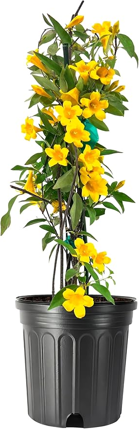 Carolina Jasmine | 3 Large Gallon Size Plants | Gelsemium sempervirens | Evergreen Climbing Vine | Yellow Flowering Landscape Plants