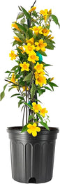 Carolina Jasmine | 3 Large Gallon Size Plants | Gelsemium sempervirens | Evergreen Climbing Vine | Yellow Flowering Landscape Plants