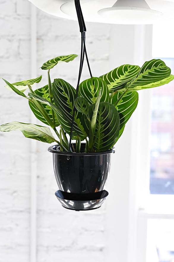 Thorsen's Greenhouse Lemon Lime Prayer Plant, Live Indoor Plant, Pet Friendly, Attractive Houseplant, Lemon Maranta, Natural Air Purifier, Easy to Grow, 4" Diameter Pot (Black - Hanging)