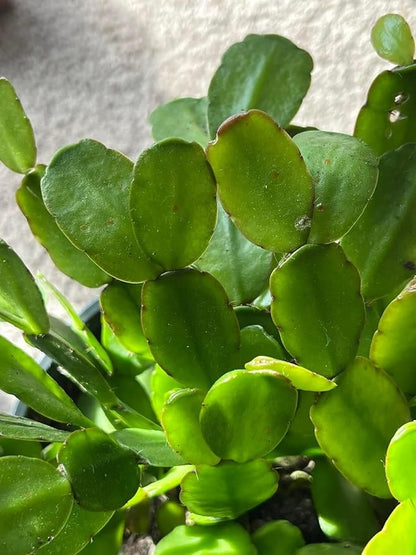 Easter Cactus Plants Live, Easter Cactus - 4 to 6 Inch Tall Houseplant Succulent Cactus Flower Plants, No Pot (Light Pink Flowers)