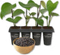 Black Pepper Plant - 4 Live Starter Vines - Piper Nigrum - Grow Your Own Spices in The Garden