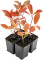 4 Red Tip Photinia, Photinia x fraseri, Thriving in Extra Deep Nursery Cubes