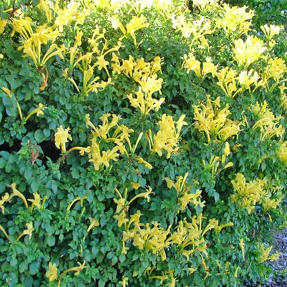 Set 2 Fragrant Honeysuckle Plants Live, Live Honeysuckle Plants 5-9" Tall Vines Bushes Climbing for Planting (Yellow Mango Cape)