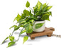 Kurrajong Farmhouse Dark Green Fake pothos | Fake Plant for Shelf Decor | Artificial Trailing Ivy Plant with 5" Wide x 3.5" high Ceramic Pot Faux pothos Plant for Floating Shelves