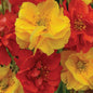Outsidepride Sunbeam Geum Seeds - 20 Pcs Easy to Grow Perennial Flower Seeds for Planting with Vibrant Blooms Attractive to Pollinators, for Cut Flower Arrangements, Borders, & Flower Beds