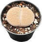 Sprout N Green 1-1.5in Lithops aucampiae L. Bolus, 3 Years Old Rare Living Stone Plant Fully Rooted in Pot, Cute Potted Succulents House Pebble Plant, Great for Terrarium Arrangement, DIY Project