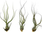 ragnaroc Live Air Plants - Tillandsia Butzii, Jumbo 7-9" - 3ct - Live Arrival Guaranteed - House Plants for Home Decor & Gift