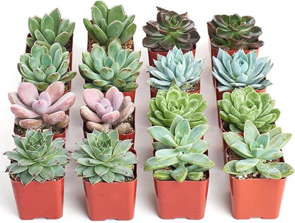 Shop Succulents Rosette Succulent Plant Pack Bulk Collection - Live Mini Succulent Plants, Low Maintenance, Floral Shaped Mix of Colors & Textures - Wedding and Party Favors, Gift & Garden, Pack of 16