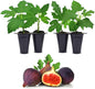 Violette de Bordeaux Fig Trees Live Plants – Set of 4 Starter Fig Plants – Compact, High-Yielding Variety with Rich, Sweet Fruit – Ideal for Containers and Small Gardens – Cold Hardy and Easy to Grow