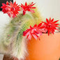 Monkey Tail Cactus Live Plant in 2" Pot, 1 Tail Houseplant for Hanging Baskets, Trailing Succulent Plants Live, Red Blooms