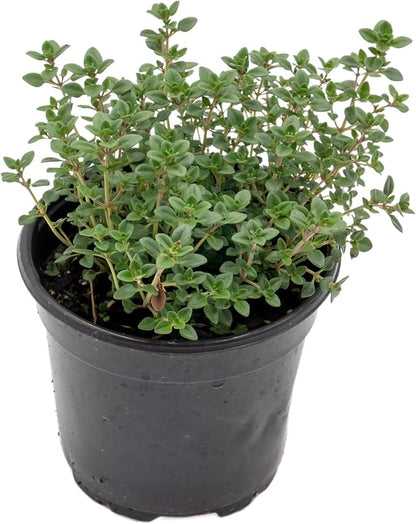 1 Live Lemon Thyme Plant (Thymus Citriodorus) – Aromatic Perennial Herb, Thriving in 4" Nursery Pot