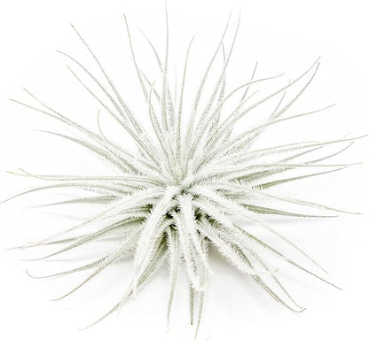 Large Tectorum Ecuador Air Plant - Live Tillandsia Succulent House Plants - Available in Wholesale and Bulk - Home and Garden Decor - Easy Care Indoor and Outdoor Plants (Large-1 PC)