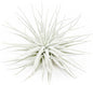 Large Tectorum Ecuador Air Plant - Live Tillandsia Succulent House Plants - Available in Wholesale and Bulk - Home and Garden Decor - Easy Care Indoor and Outdoor Plants (Large-1 PC)