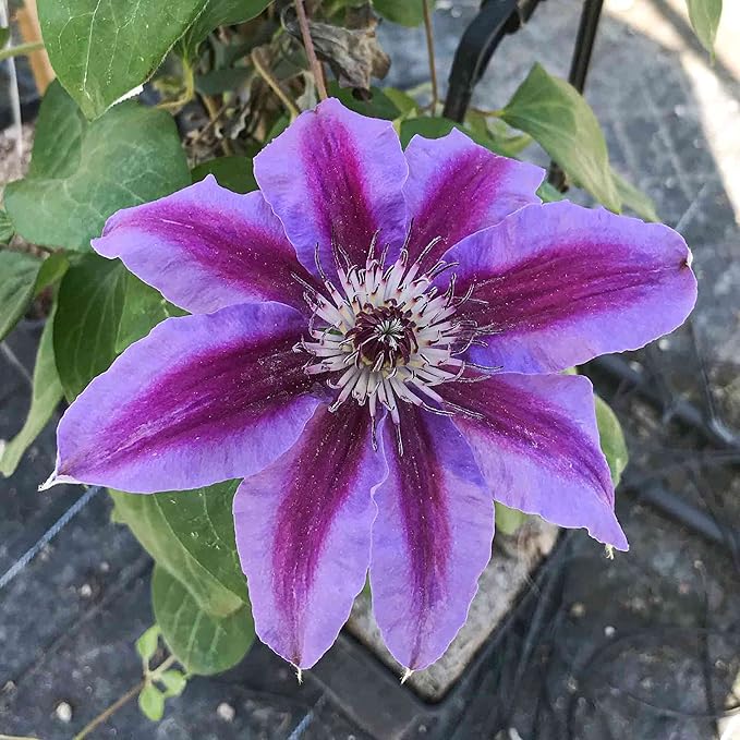 Clematis Fireworks - Live Plant in a 4 Inch Growers Pot - Clematis 'Fireworks' - Starter Plants Ready for The Garden - Beautiful Deep Pink and Purple Flowering Vine