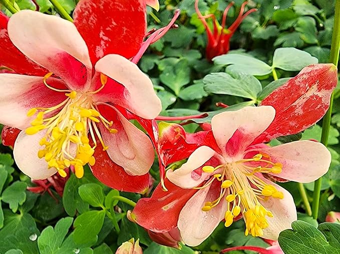 Greenwood Nursery: Live Perennial Plants - 'Kirigami' Red & White Columbine + Aquilegia caerulea - [Qty: 1x Pint Pot] - (Click for Other Available Plants/Quantities)