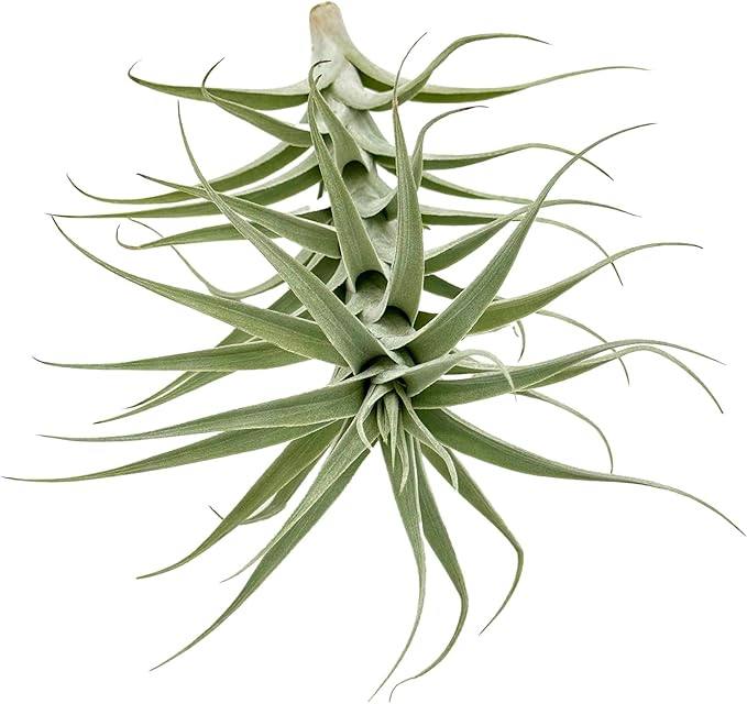 Live Air Plants - Tillandsia Albida 7-12" - 2ct – ragnaroc Live Indoor Plant - Live Arrival Guaranteed - House Plants for Home Decor & Gift
